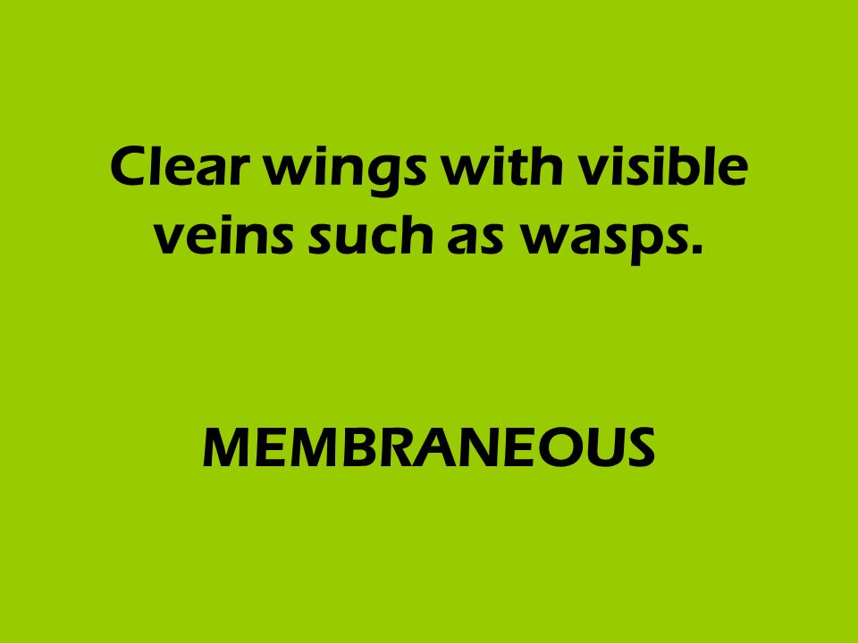 Clear wings with visible veins such as wasps. MEMBRANEOUS