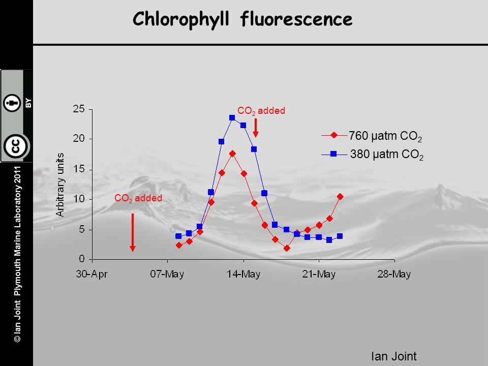 © Ian Joint Plymouth Marine Laboratory 2011 Chlorophyll fluorescence CO 2 added 760 µatm CO µatm CO 2 Ian Joint