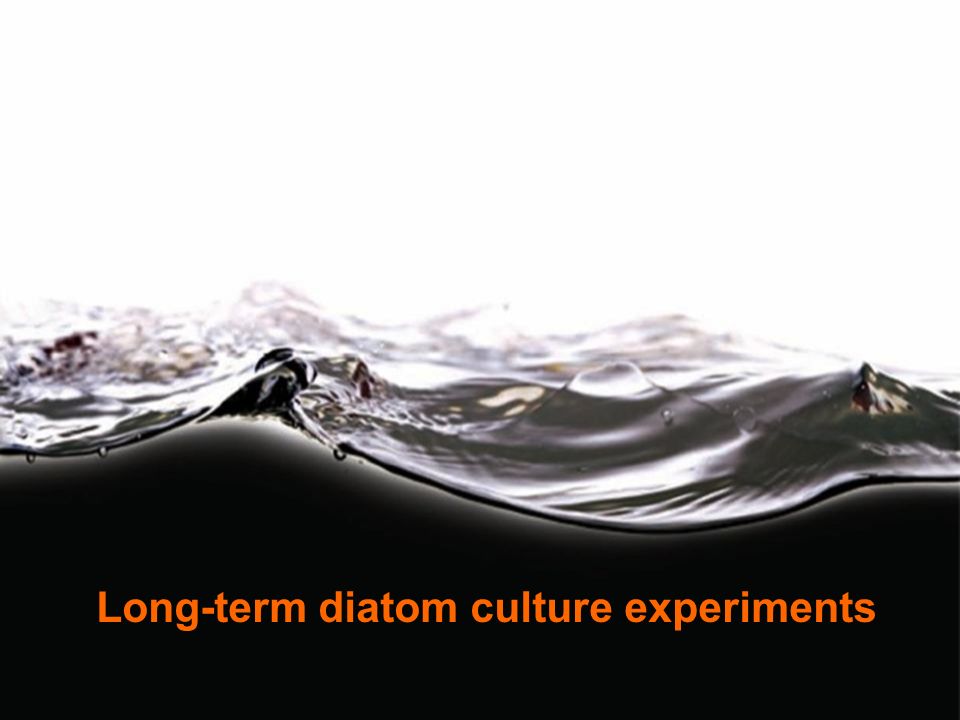 © Ian Joint Plymouth Marine Laboratory 2011 Long-term diatom culture experiments