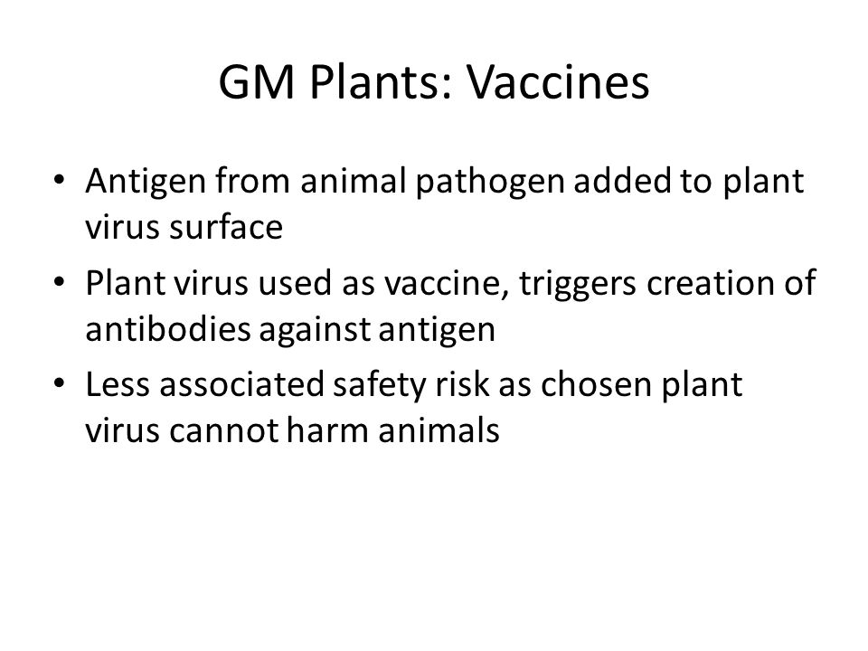 GM Plants: Vaccines Antigen from animal pathogen added to plant virus surface Plant virus used as vaccine, triggers creation of antibodies against antigen Less associated safety risk as chosen plant virus cannot harm animals
