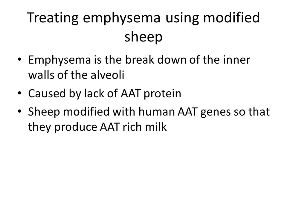 Treating emphysema using modified sheep Emphysema is the break down of the inner walls of the alveoli Caused by lack of AAT protein Sheep modified with human AAT genes so that they produce AAT rich milk
