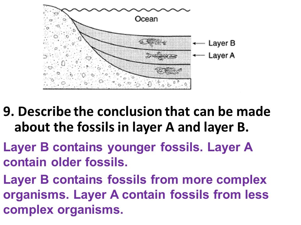 9. Describe the conclusion that can be made about the fossils in layer A and layer B.