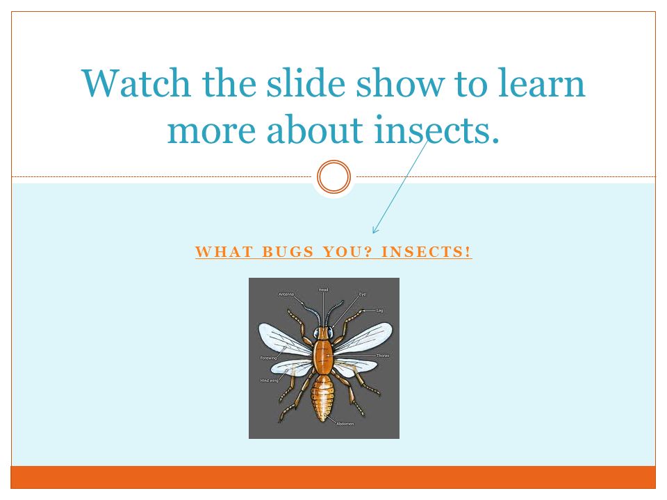 WHAT BUGS YOU INSECTS! Watch the slide show to learn more about insects.