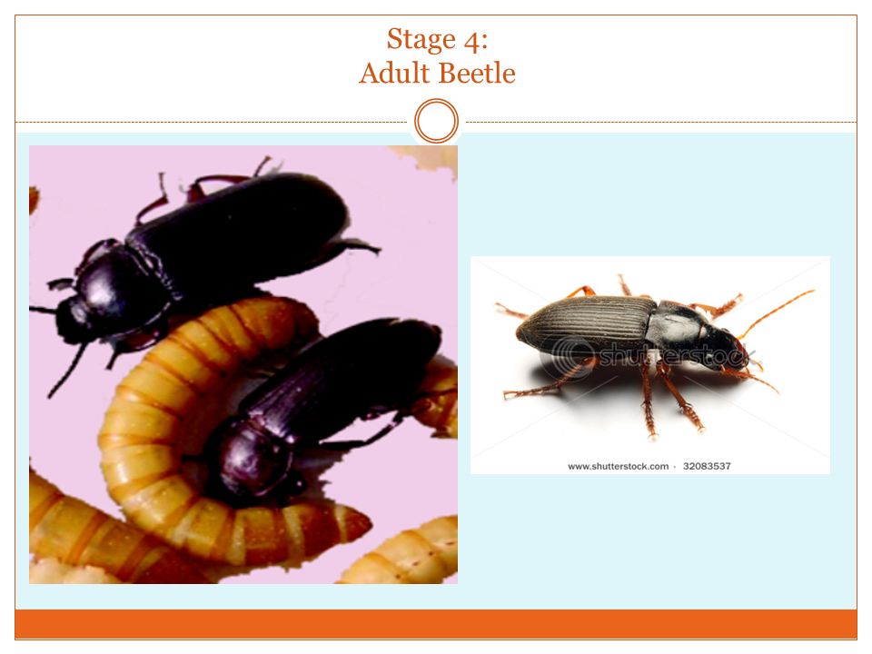 Stage 4: Adult Beetle