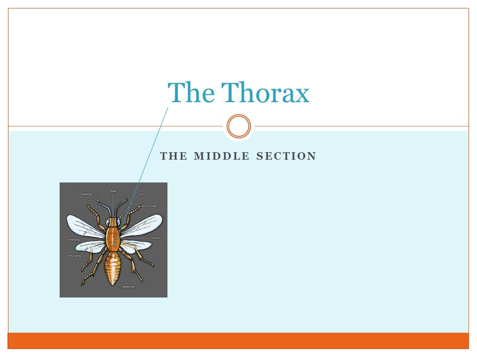 THE MIDDLE SECTION The Thorax