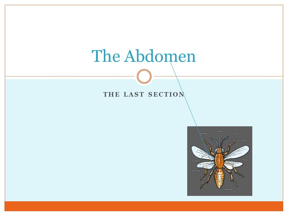 THE LAST SECTION The Abdomen
