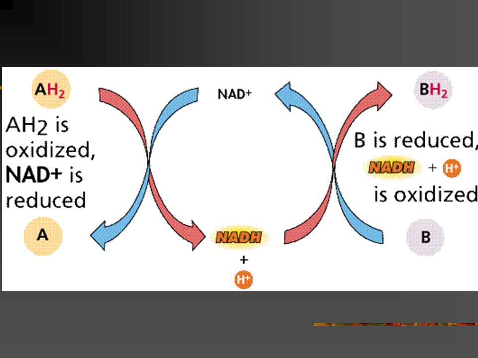 Each do e. Oxidation and reduction. Oxidized and reduced. Bio Enzyme.