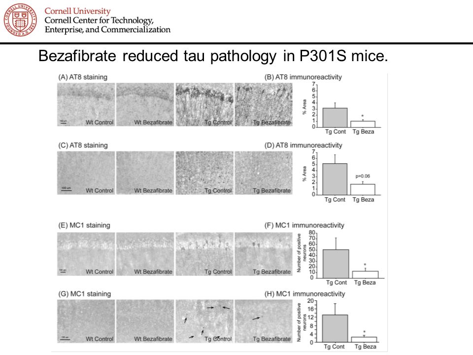Bezafibrate reduced tau pathology in P301S mice.