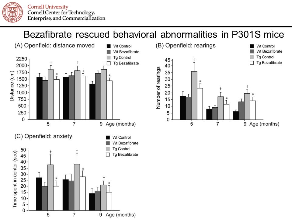 Bezafibrate rescued behavioral abnormalities in P301S mice