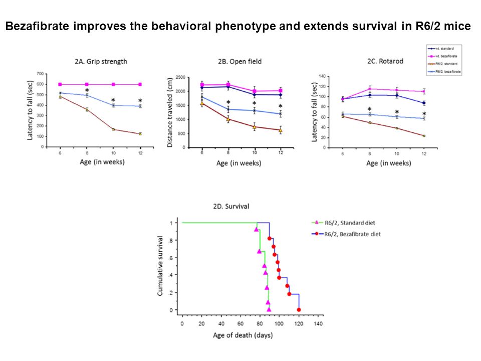 Bezafibrate improves the behavioral phenotype and extends survival in R6/2 mice