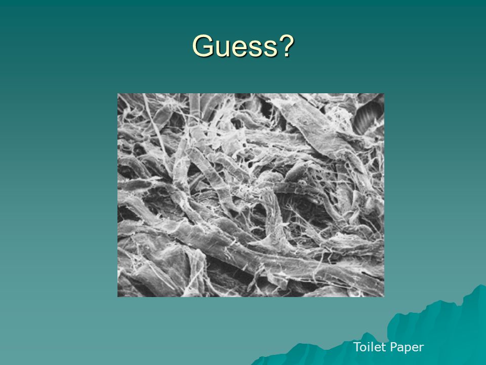 Guess Toilet Paper