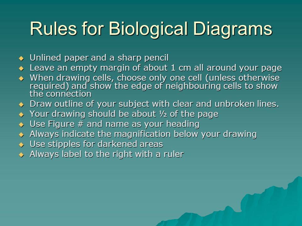 Rules for Biological Diagrams  Unlined paper and a sharp pencil  Leave an empty margin of about 1 cm all around your page  When drawing cells, choose only one cell (unless otherwise required) and show the edge of neighbouring cells to show the connection  Draw outline of your subject with clear and unbroken lines.