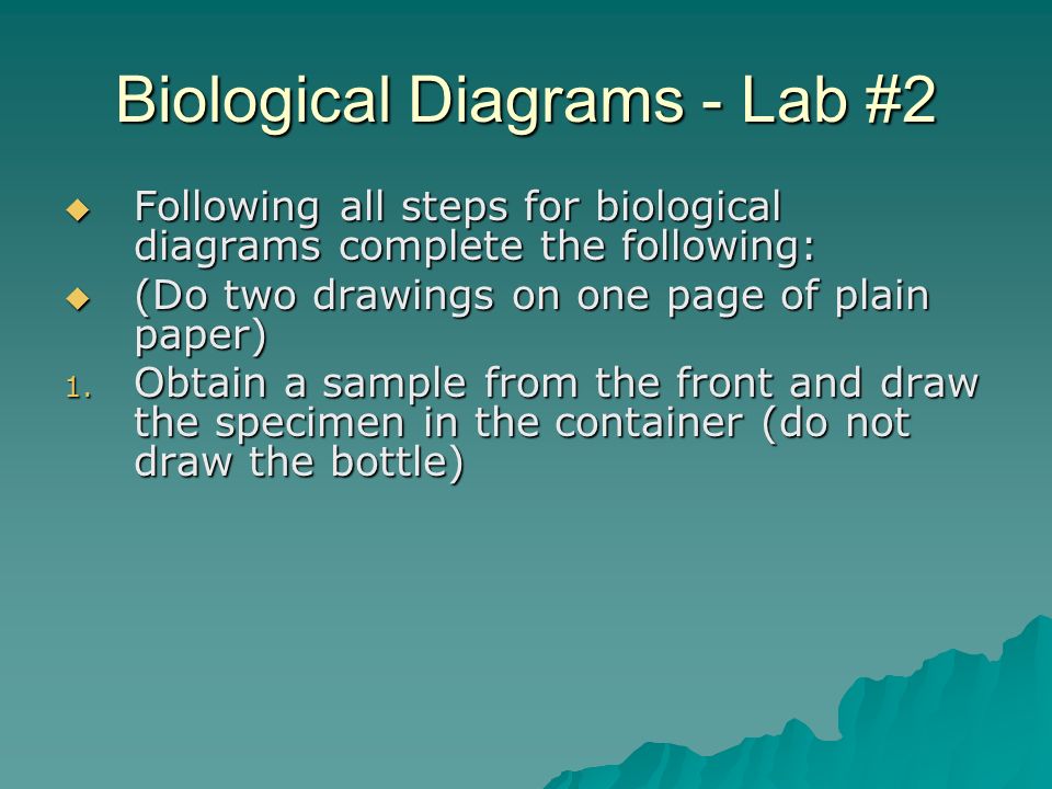 Biological Diagrams - Lab #2  Following all steps for biological diagrams complete the following:  (Do two drawings on one page of plain paper) 1.
