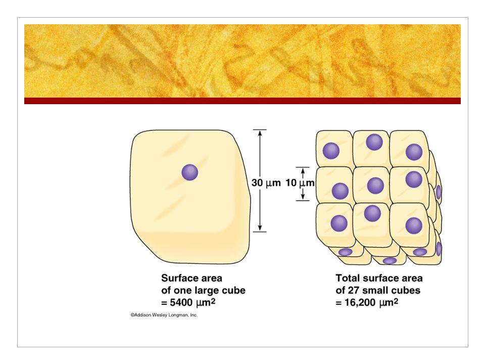 Cells Why are cells small?. Surface area to volume ratio and cell size Cell  size is limited by the surface area to volume ratio As an object increases.  - ppt download