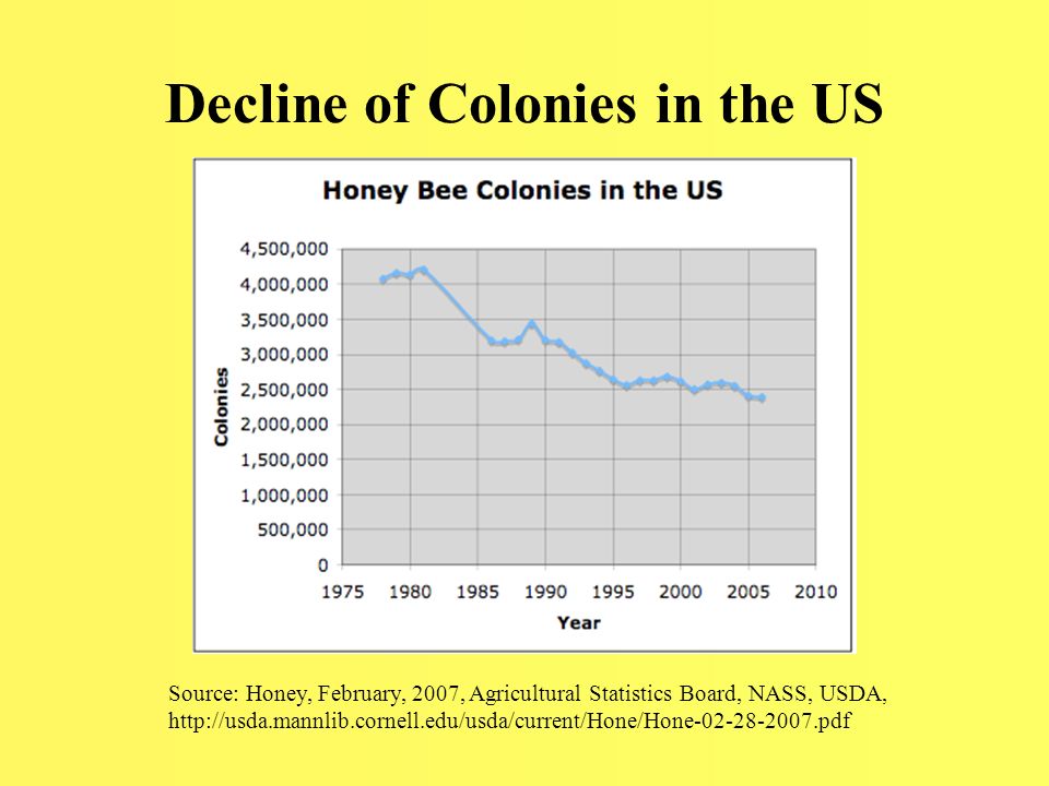 Colony Collapse Disorder Why Should We Care About The Loss Of Honey