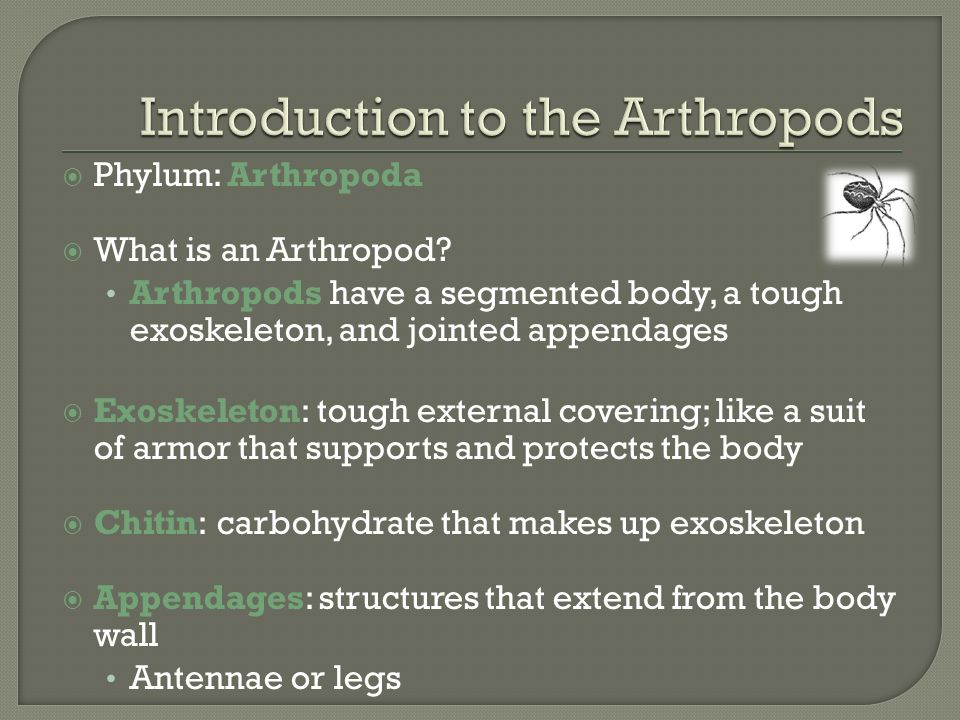 Ms. Moore 2/15/13. Phylum: Arthropoda What is an Arthropod? Arthropods ...