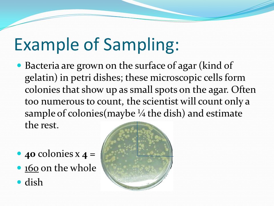 Example of Sampling: Bacteria are grown on the surface of agar (kind of gelatin) in petri dishes; these microscopic cells form colonies that show up as small spots on the agar.