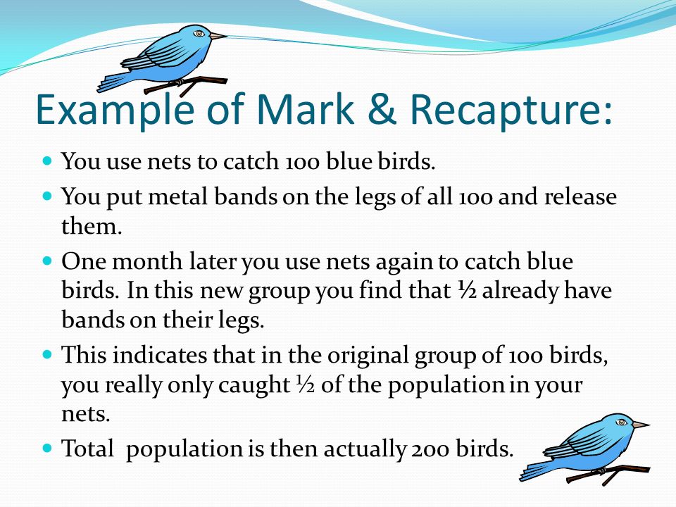 Example of Mark & Recapture: You use nets to catch 100 blue birds.