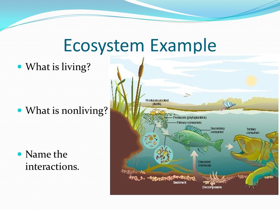 Ecosystem Example What is living What is nonliving Name the interactions.
