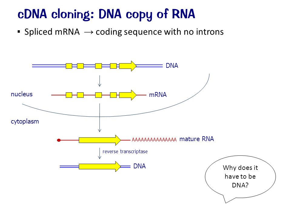  Spliced mRNA → coding sequence with no introns cDNA cloning: DNA copy of RNA DNA mRNA nucleus cytoplasm mature RNA AAAAAAAAAAAAAAA reverse transcriptase DNA Why does it have to be DNA