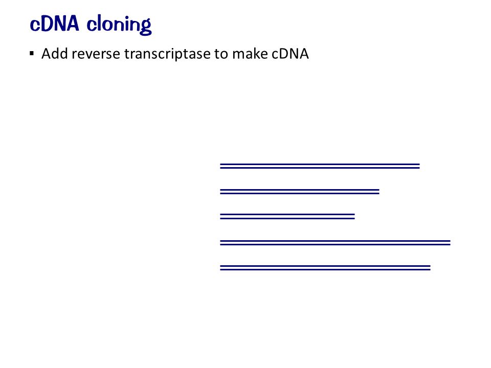  Add reverse transcriptase to make cDNA cDNA cloning