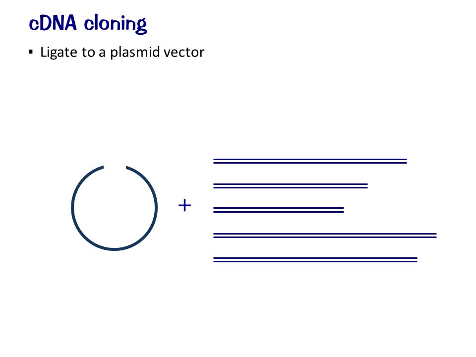  Ligate to a plasmid vector cDNA cloning +