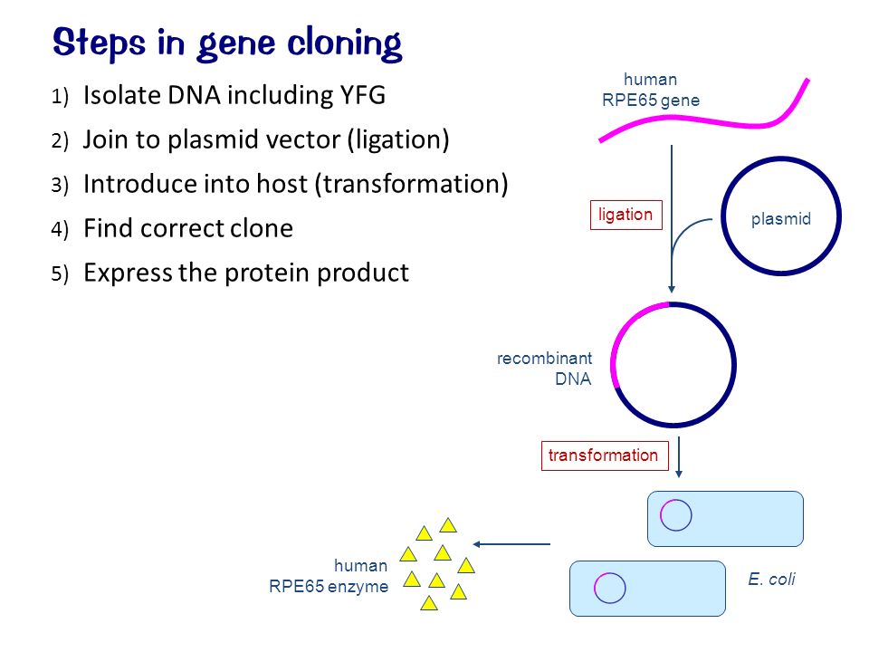 1) Isolate DNA including YFG 2) Join to plasmid vector (ligation) 3) Introduce into host (transformation) 4) Find correct clone 5) Express the protein product Steps in gene cloning human RPE65 gene plasmid recombinant DNA E.