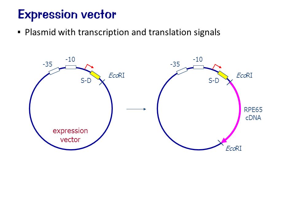  Plasmid with transcription and translation signals Expression vector EcoRI expression vector S-D EcoRI S-D EcoRI RPE65 cDNA