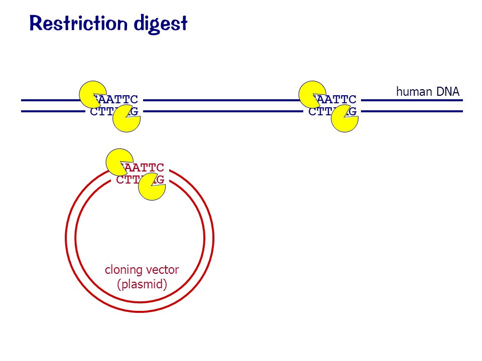 Restriction digest GAATTC CTTAAG GAATTC CTTAAG GAATTC CTTAAG cloning vector (plasmid) human DNA
