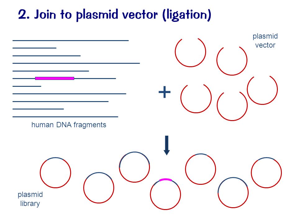 2. Join to plasmid vector (ligation) + human DNA fragments plasmid vector plasmid library