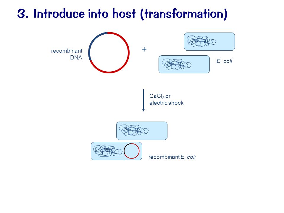 3. Introduce into host (transformation) recombinant DNA recombinant E.