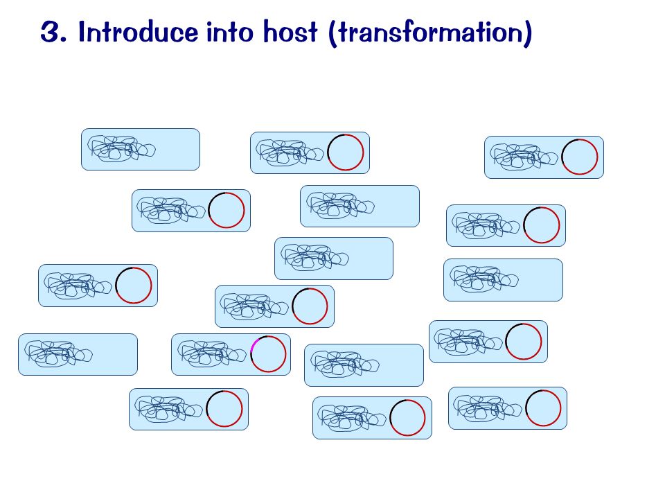 3. Introduce into host (transformation)