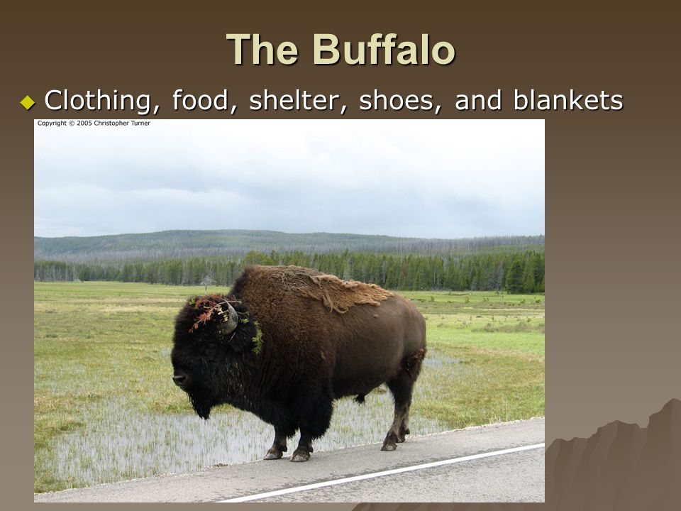 The Buffalo  Clothing, food, shelter, shoes, and blankets