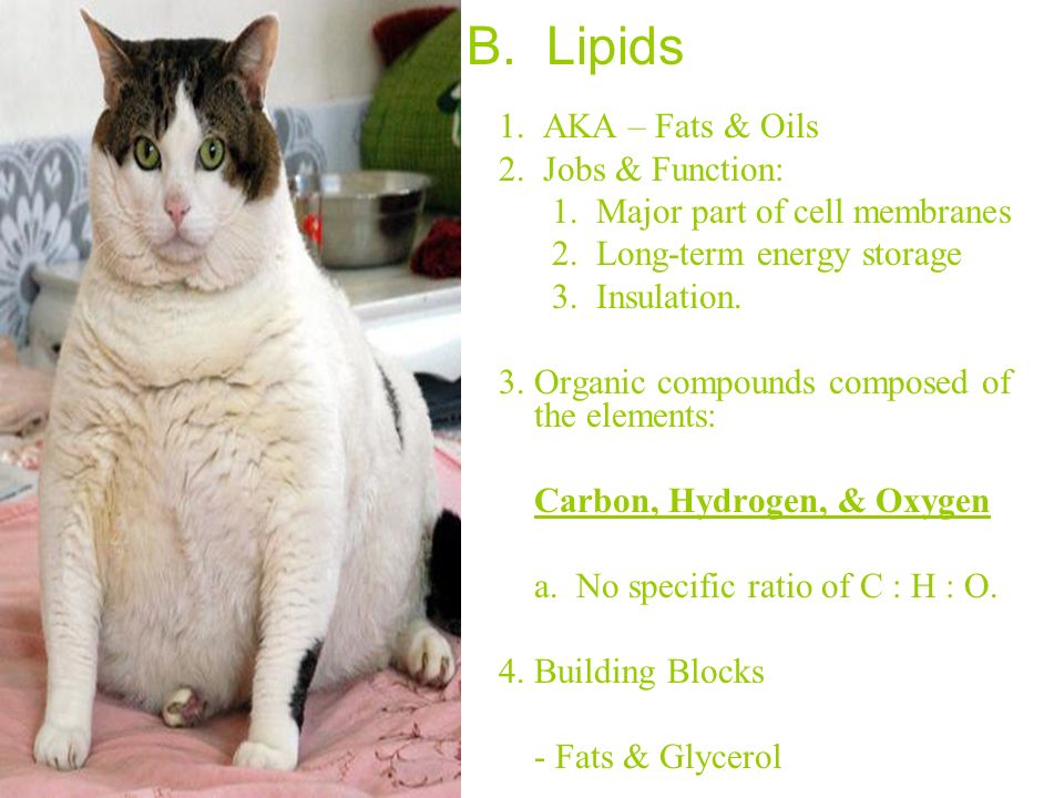 B. Lipids 1. AKA – Fats & Oils 2. Jobs & Function: 1.