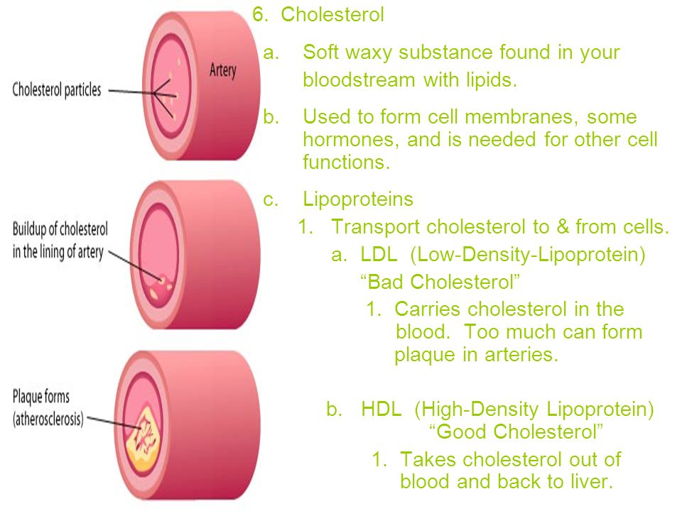 6. Cholesterol a. Soft waxy substance found in your bloodstream with lipids.