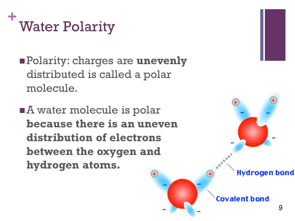 + Water Polarity Polarity: charges are unevenly distributed is called a polar molecule.