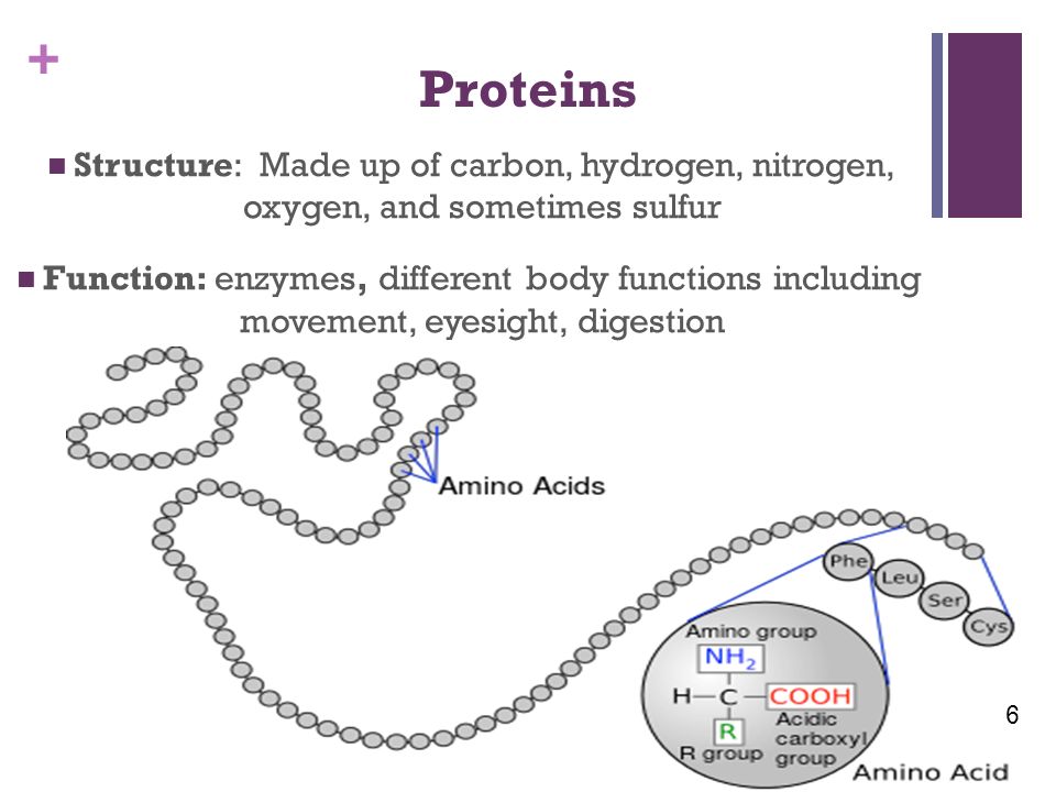 + Proteins Structure: Made up of carbon, hydrogen, nitrogen, oxygen, and sometimes sulfur Function: enzymes, different body functions including movement, eyesight, digestion 6