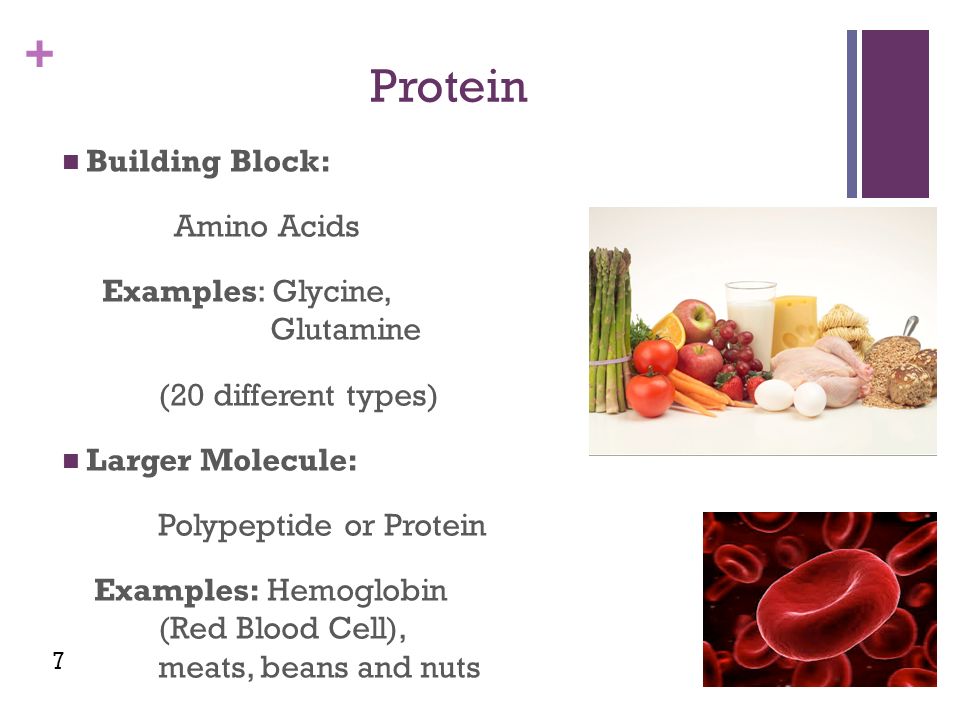+ Protein Building Block: Amino Acids Examples: Glycine, Glutamine (20 different types) Larger Molecule: Polypeptide or Protein Examples: Hemoglobin (Red Blood Cell), meats, beans and nuts 7