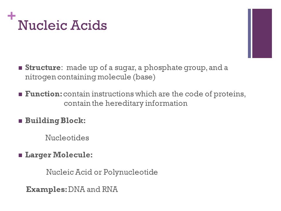 + Nucleic Acids Structure: made up of a sugar, a phosphate group, and a nitrogen containing molecule (base) Function: contain instructions which are the code of proteins, contain the hereditary information Building Block: Nucleotides Larger Molecule: Nucleic Acid or Polynucleotide Examples: DNA and RNA