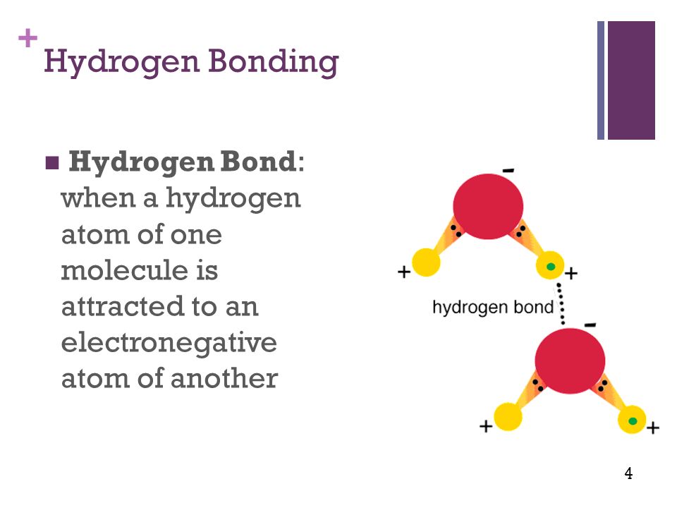 + Hydrogen Bonding Hydrogen Bond: when a hydrogen atom of one molecule is attracted to an electronegative atom of another 4