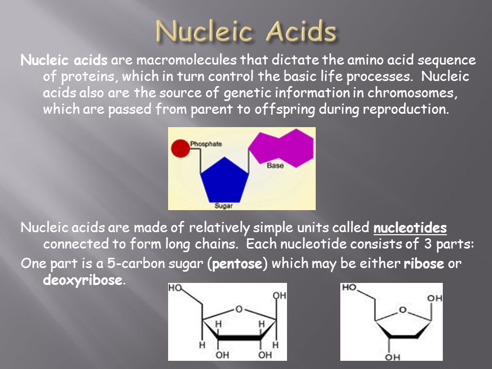 Nucleic acids are macromolecules that dictate the amino acid sequence of proteins, which in turn control the basic life processes.