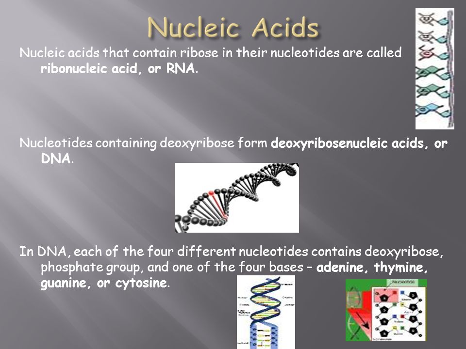 Nucleic acids that contain ribose in their nucleotides are called ribonucleic acid, or RNA.