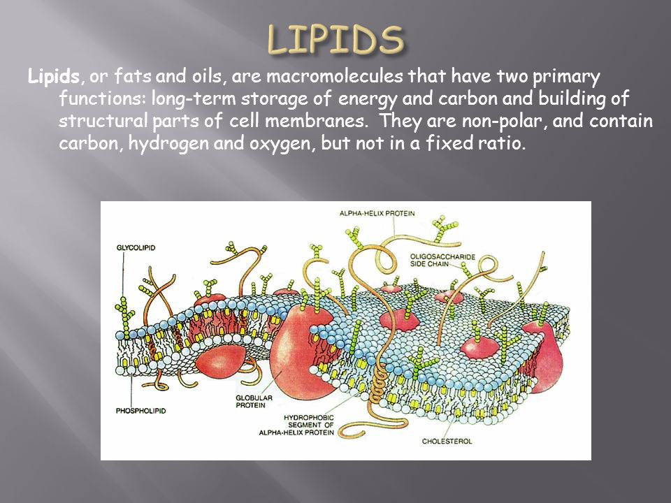 Lipids, or fats and oils, are macromolecules that have two primary functions: long-term storage of energy and carbon and building of structural parts of cell membranes.