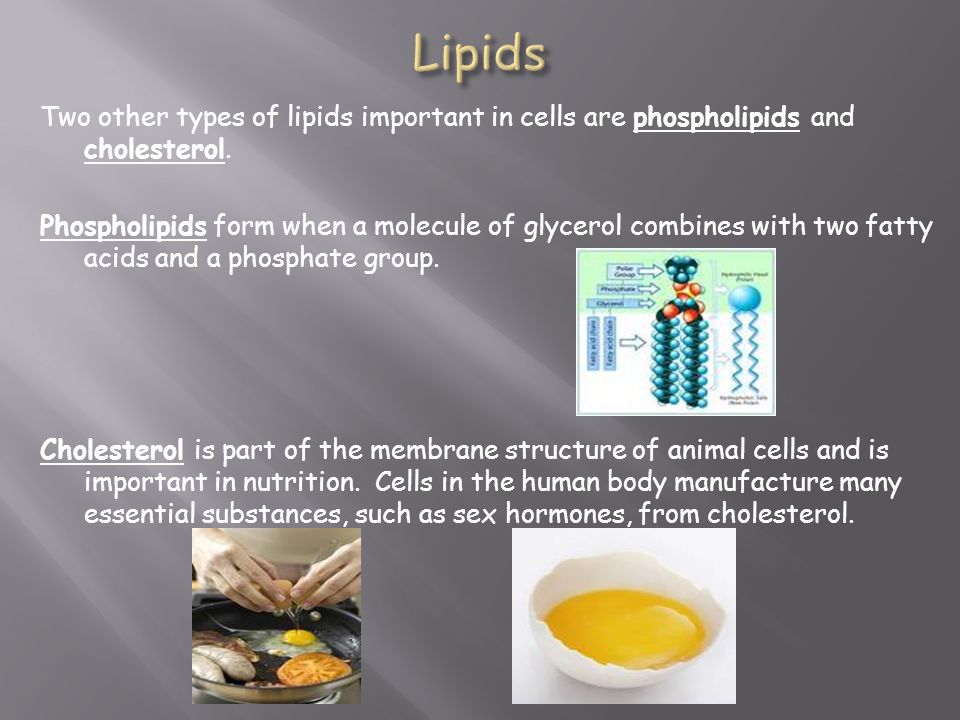 Two other types of lipids important in cells are phospholipids and cholesterol.