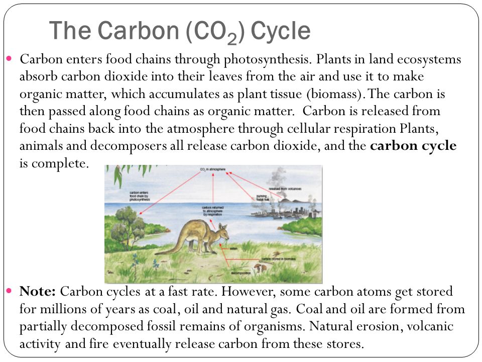The Carbon (CO 2 ) Cycle Carbon enters food chains through photosynthesis.