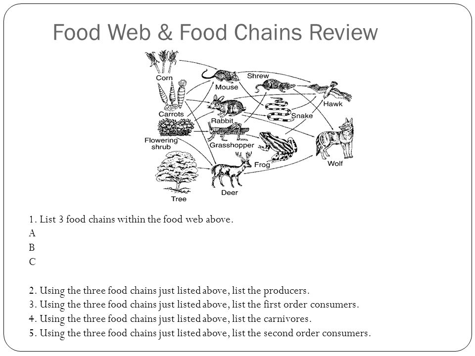 Food Web & Food Chains Review 1. List 3 food chains within the food web above.