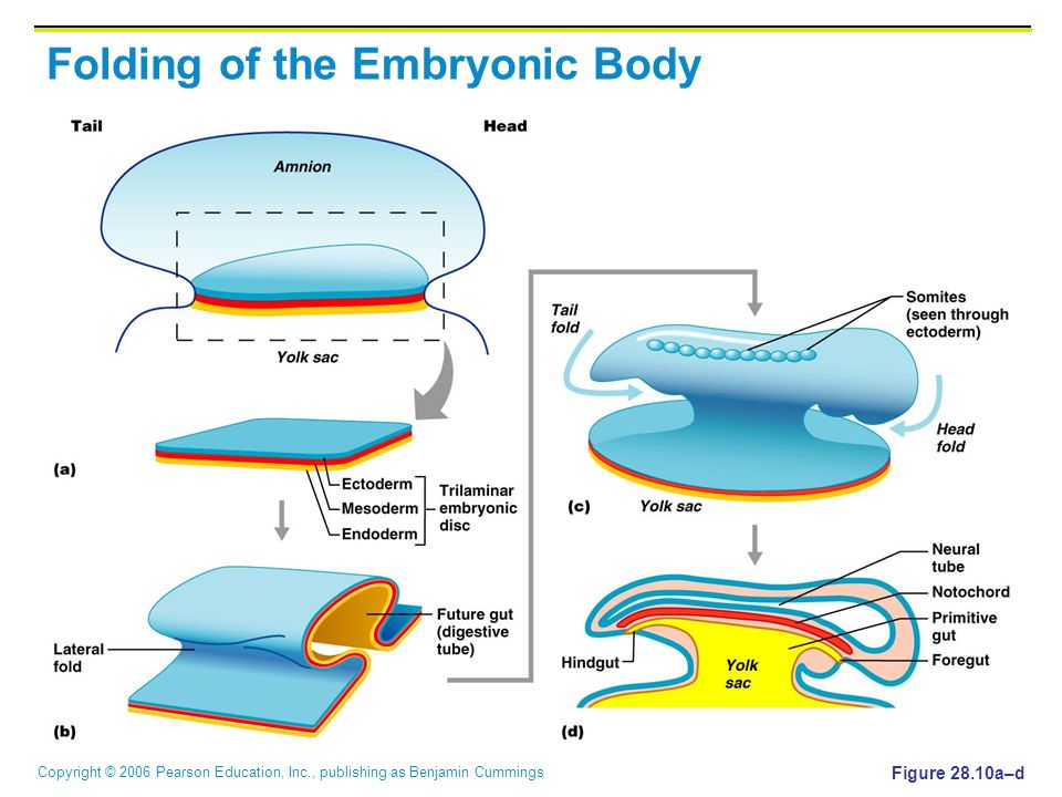 Copyright © 2006 Pearson Education, Inc., publishing as Benjamin Cummings Folding of the Embryonic Body Figure 28.10a–d