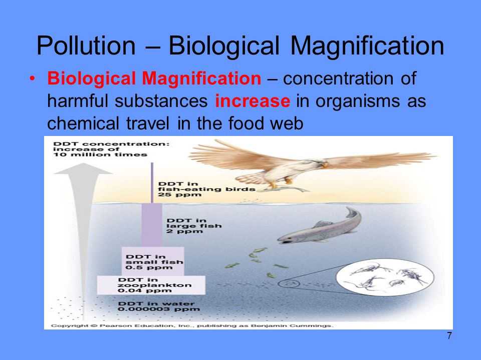 7 Pollution – Biological Magnification Biological Magnification – concentration of harmful substances increase in organisms as chemical travel in the food web