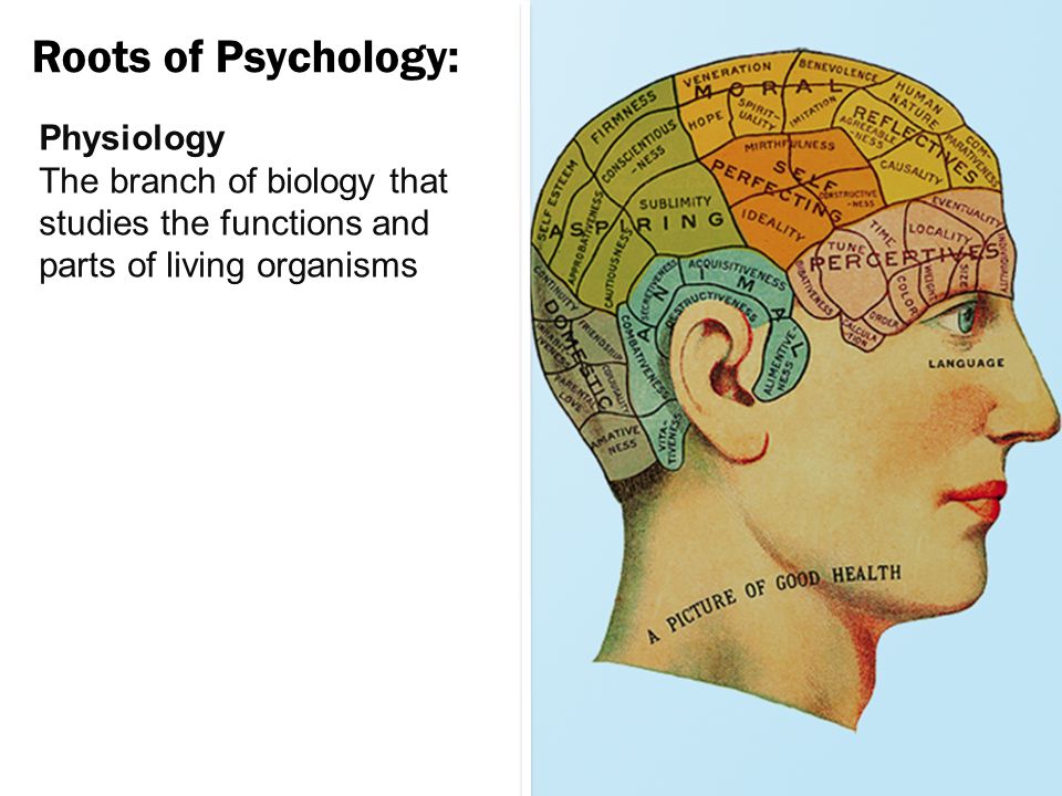Physiology The branch of biology that studies the functions and parts of living organisms