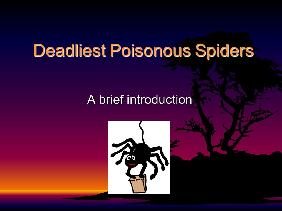 Deadliest Poisonous Spiders A brief introduction